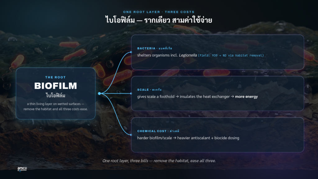 cooling tower biofilm รากเดียว สามค่าใช้จ่าย: แบคทีเรีย ตะกรัน สารเคมี